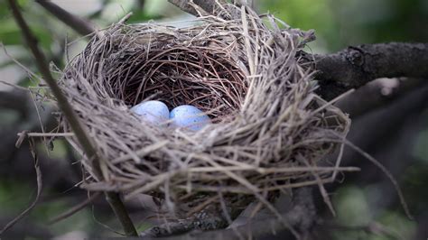 Birds Nest